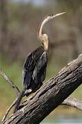 Anhinga d'Afrique