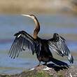 Anhinga d'Afrique