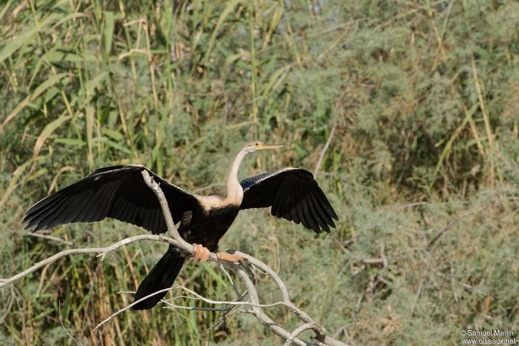 Anhinga d'Afriqueadulte