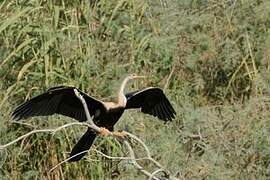 African Darter