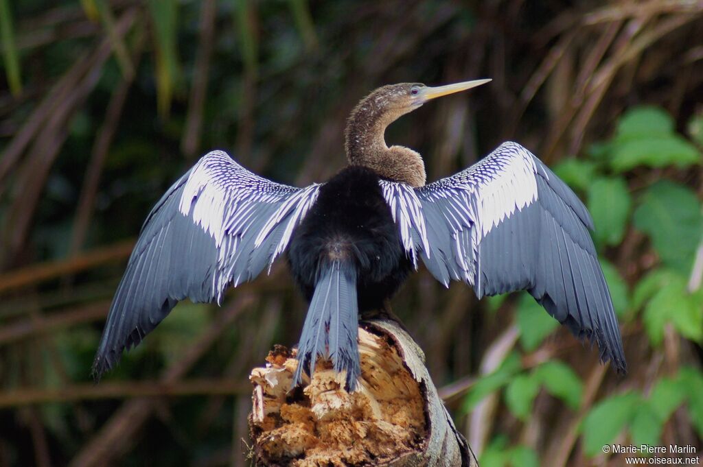 Anhinga d'Amérique mâle adulte