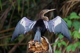 Anhinga