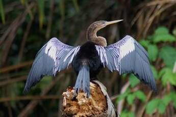 Anhinga d'Amérique