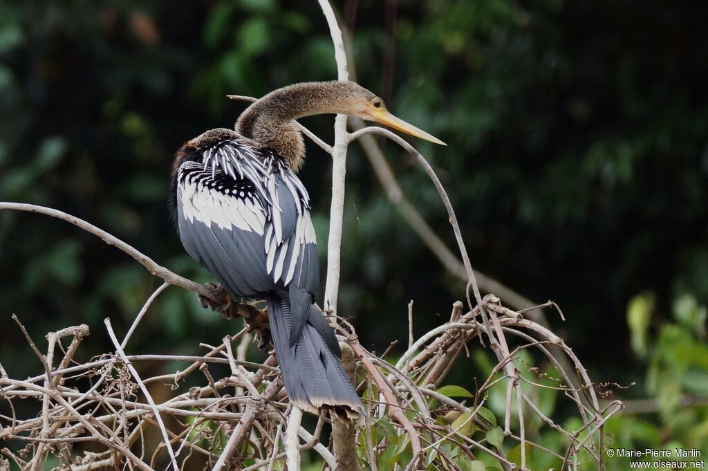 Anhinga d'Amériqueadulte