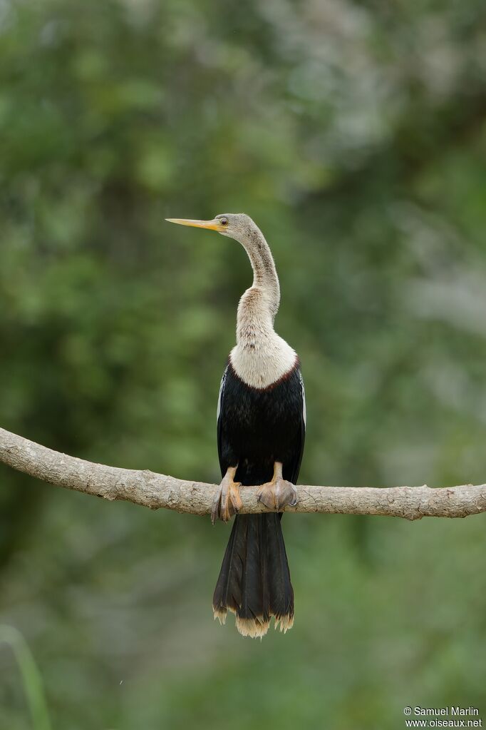 Anhinga d'Amériqueadulte