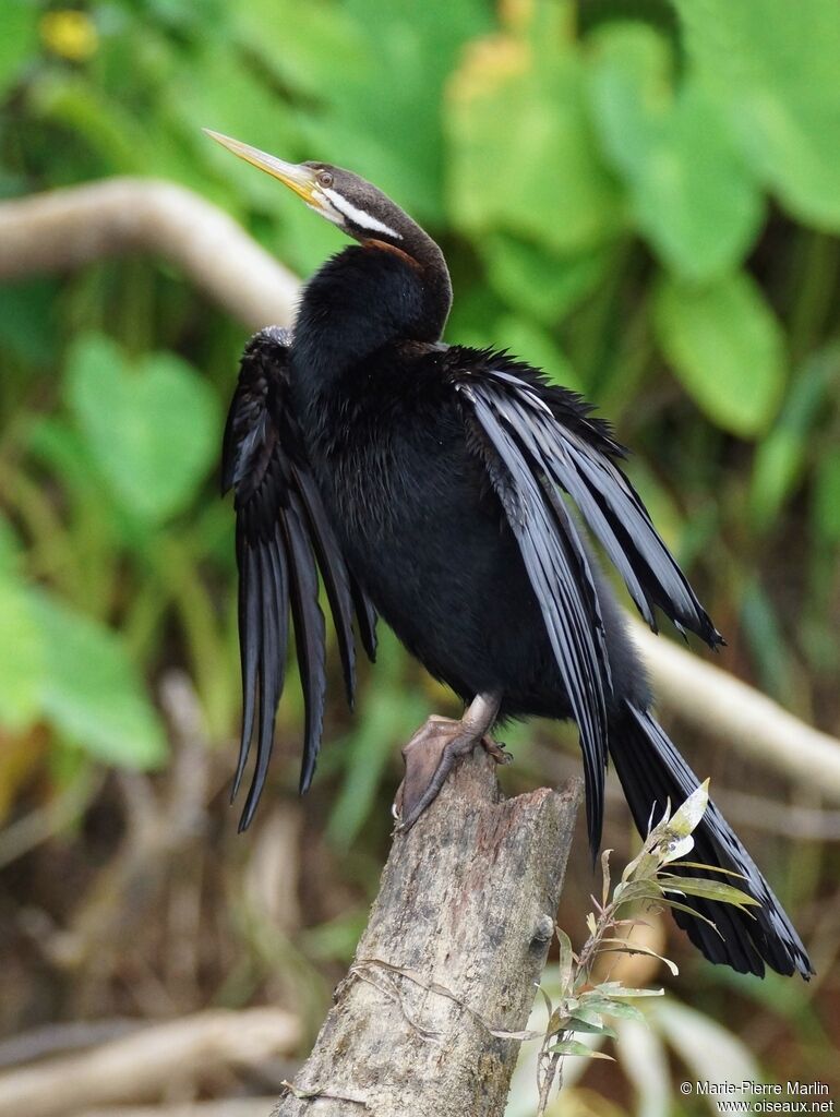 Anhinga d'Australieadulte