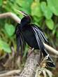 Anhinga d'Australie