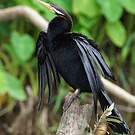 Anhinga d'Australie