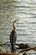 Oriental Darter