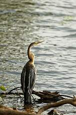 Anhinga roux