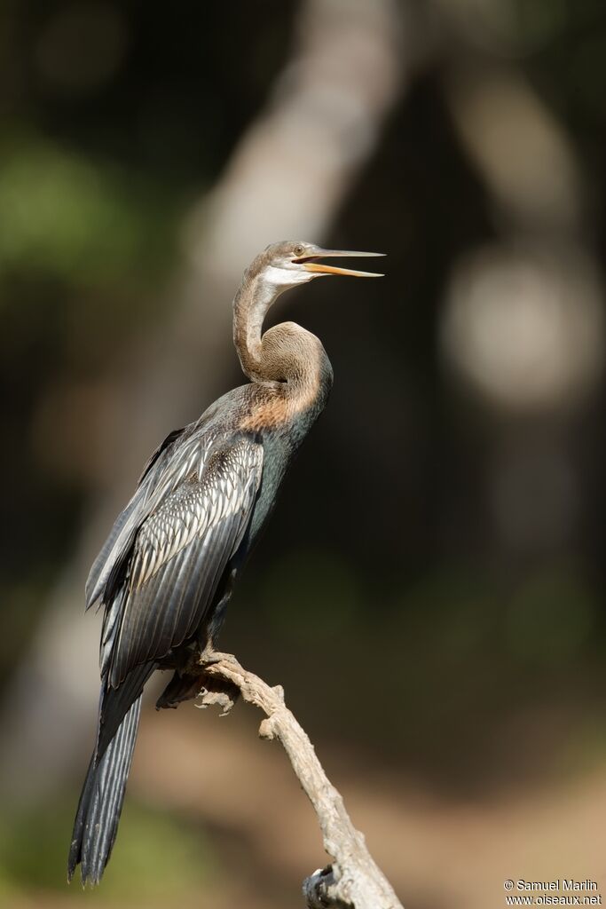 Anhinga rouxadulte