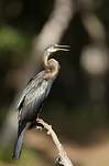 Anhinga roux