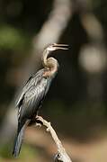 Anhinga roux