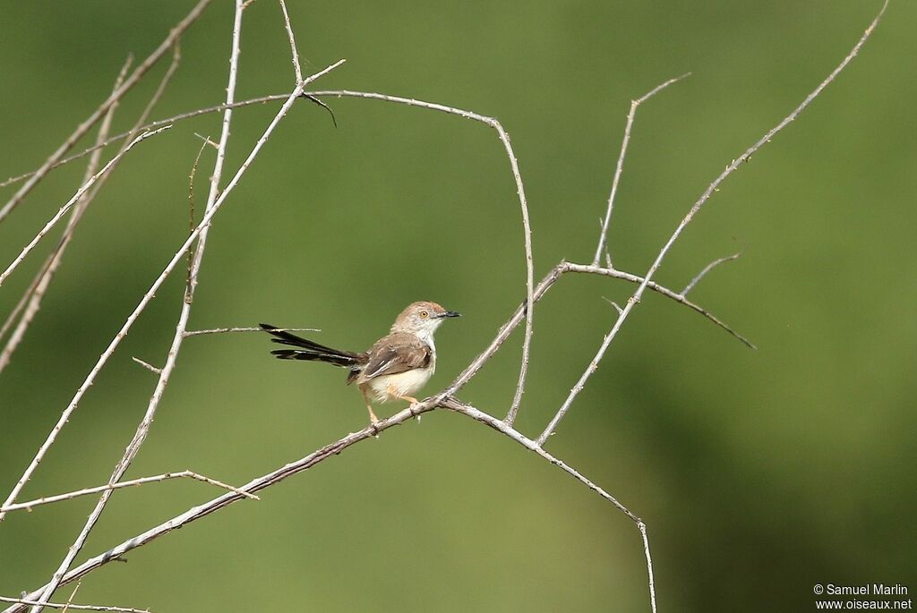 Apalis à front rouxadulte