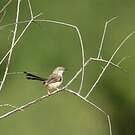 Apalis à front roux
