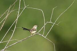 Apalis à front roux