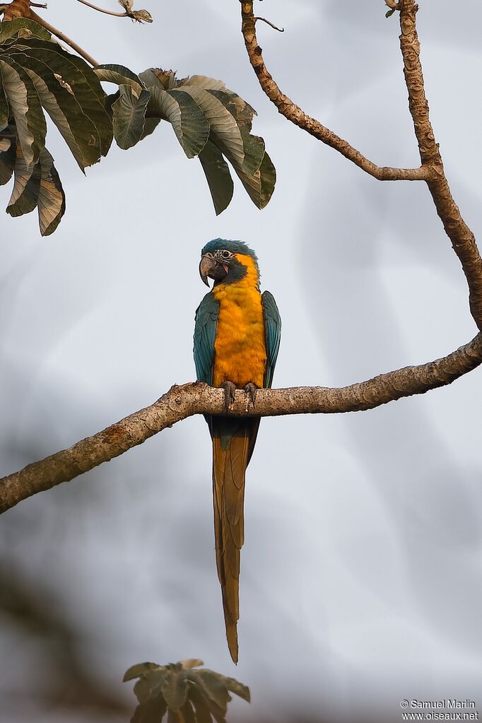 Blue-throated Macawadult
