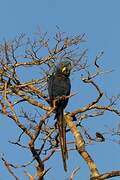 Hyacinth Macaw