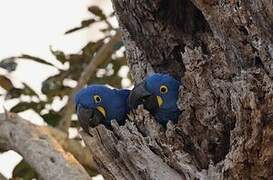 Hyacinth Macaw