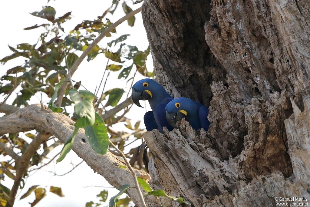 Hyacinth Macaw