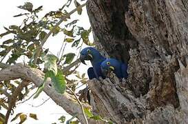 Hyacinth Macaw