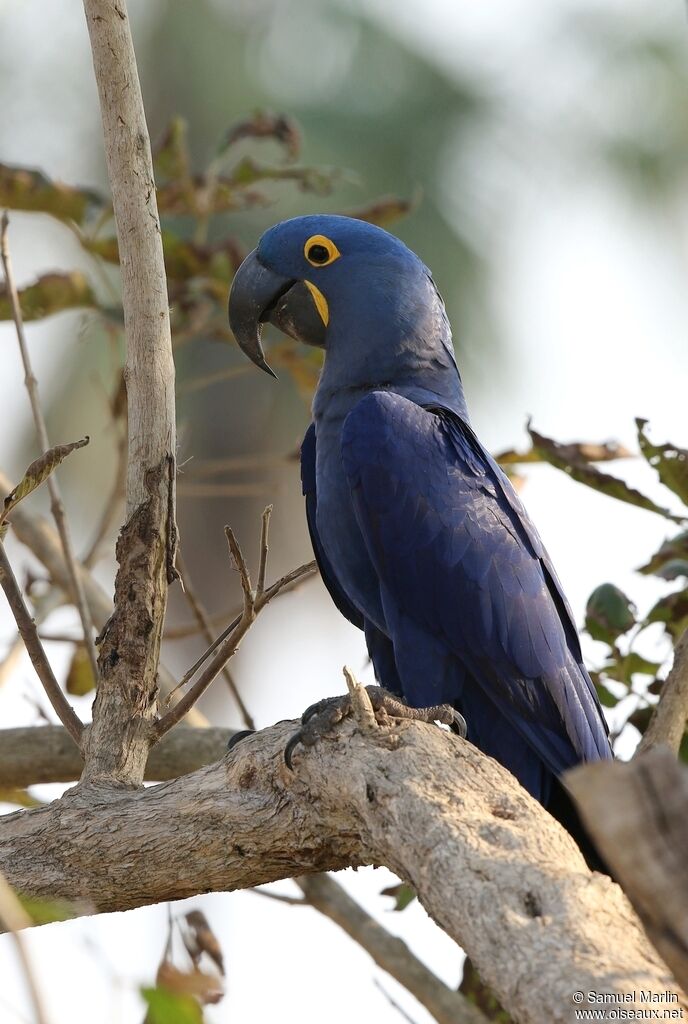 Hyacinth Macawadult