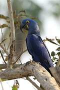 Hyacinth Macaw