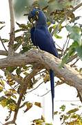 Hyacinth Macaw