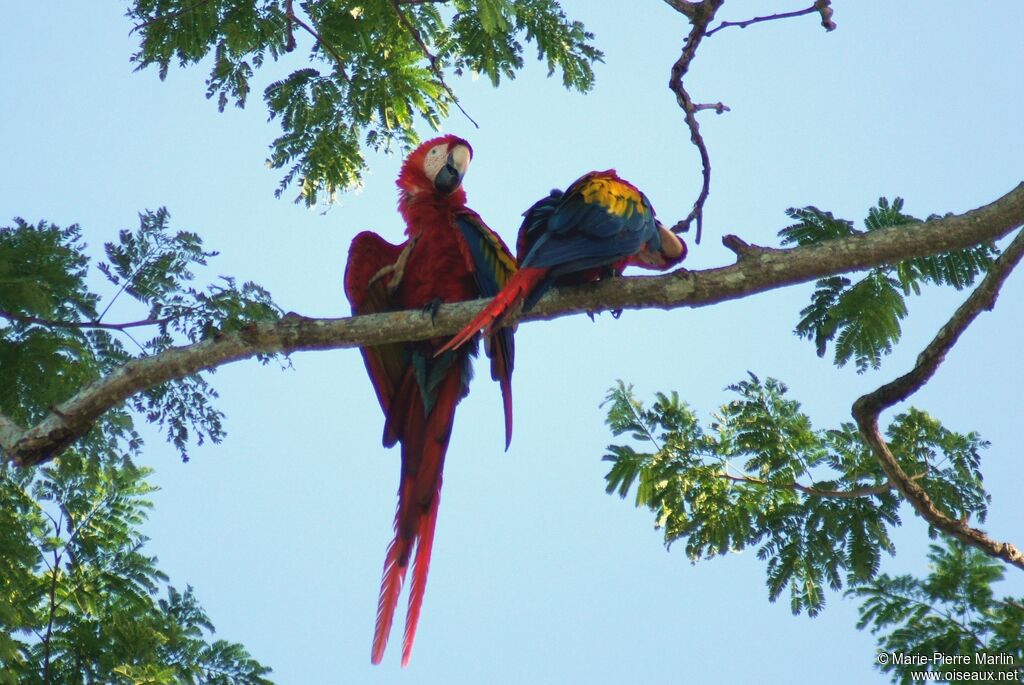 Scarlet Macawadult