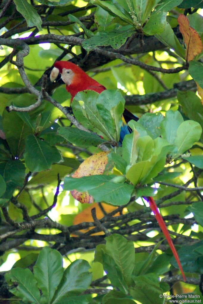 Ara rougeadulte