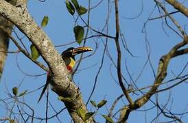 Chestnut-eared Aracari