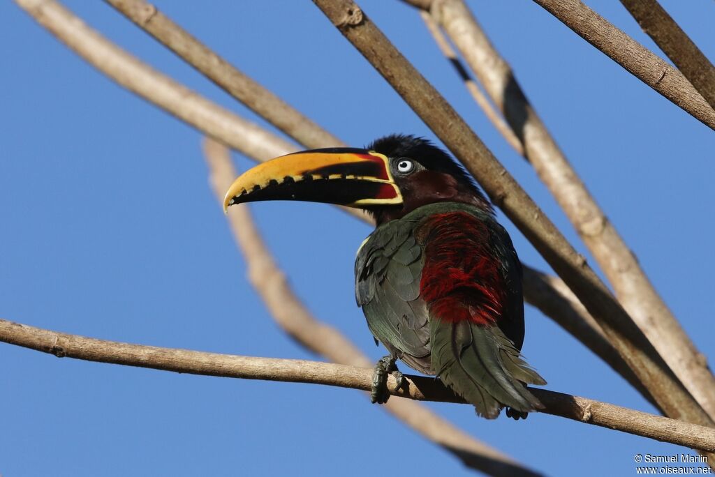 Chestnut-eared Aracariadult