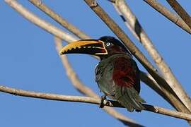 Chestnut-eared Aracari