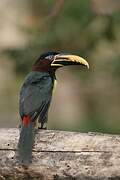 Chestnut-eared Aracari