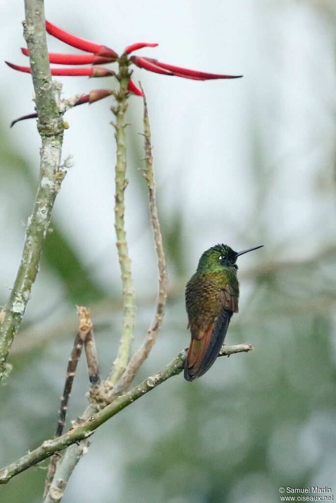 Glittering-throated Emeraldadult