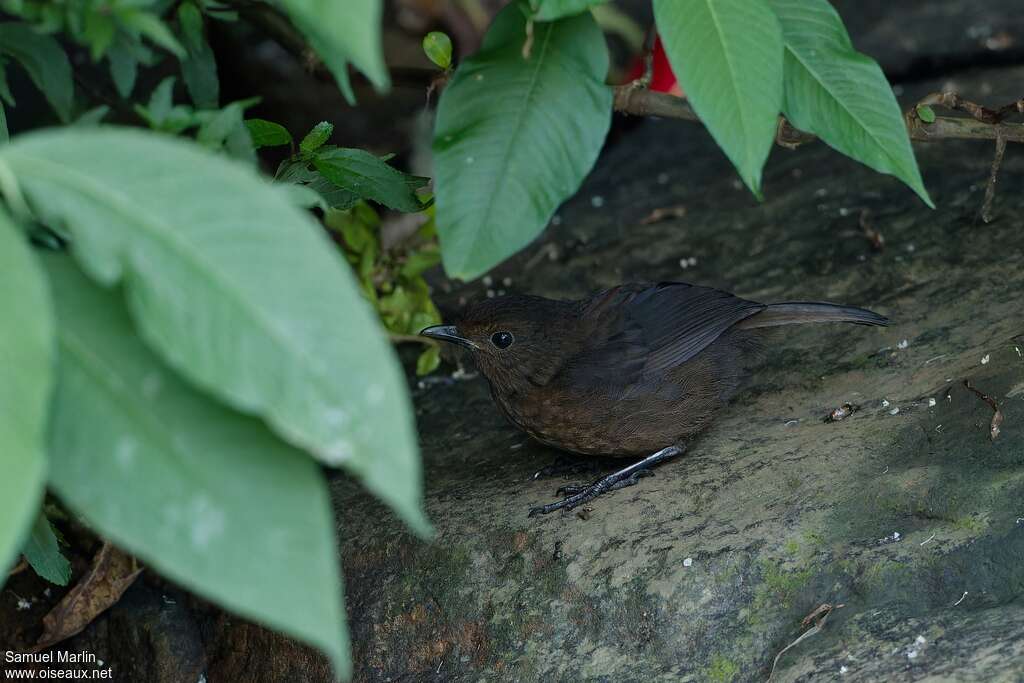 Sri Lanka Whistling Thrush female adult