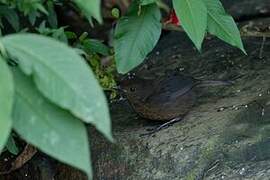 Sri Lanka Whistling Thrush