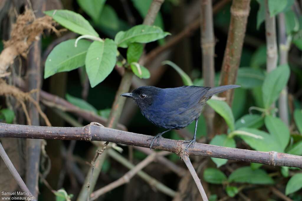 Sri Lanka Whistling Thrush male adult