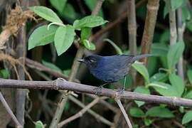 Sri Lanka Whistling Thrush