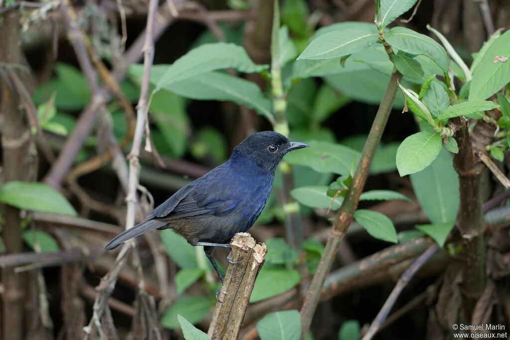 Sri Lanka Whistling Thrush male adult