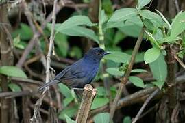 Sri Lanka Whistling Thrush