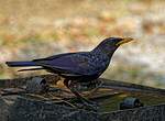 Arrenga siffleur