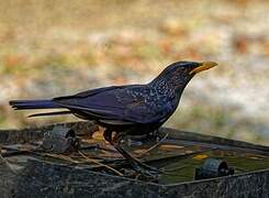 Blue Whistling Thrush