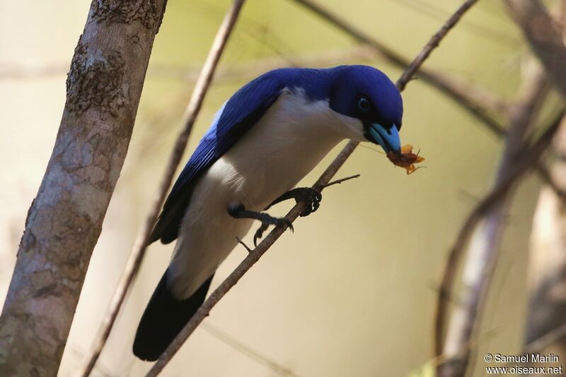Madagascar Blue Vangaadult, eats