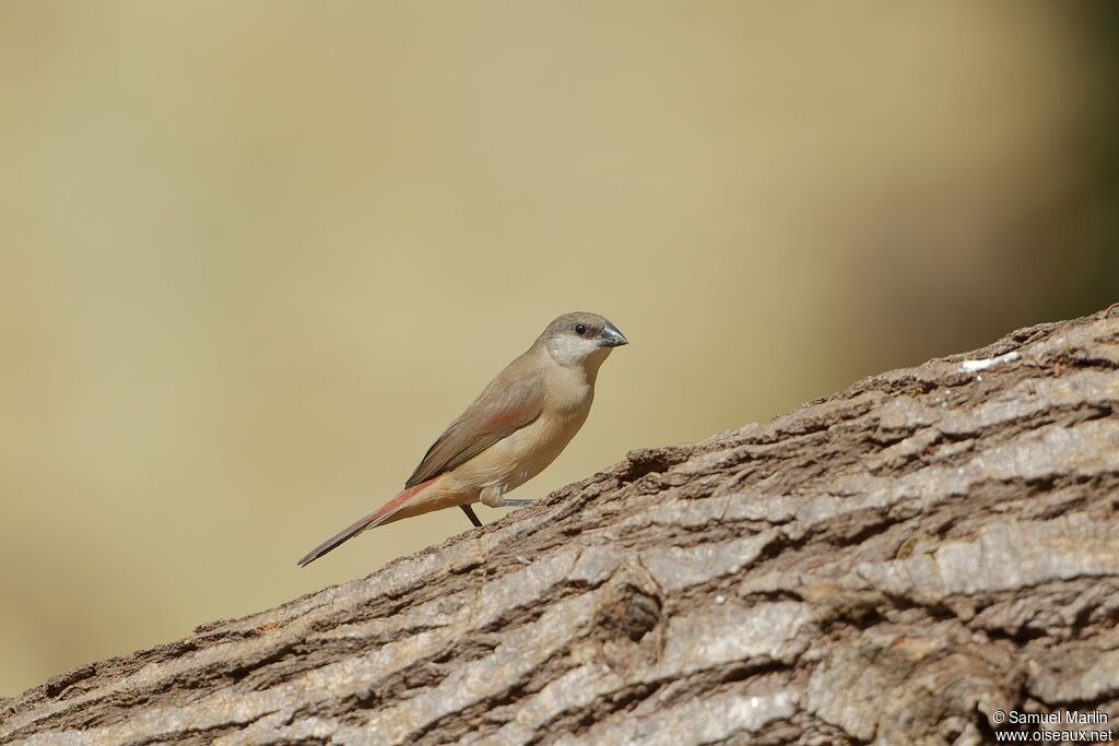 Crimson-rumped Waxbillimmature