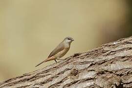 Crimson-rumped Waxbill