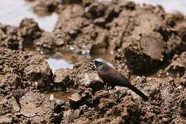 Black-faced Waxbill