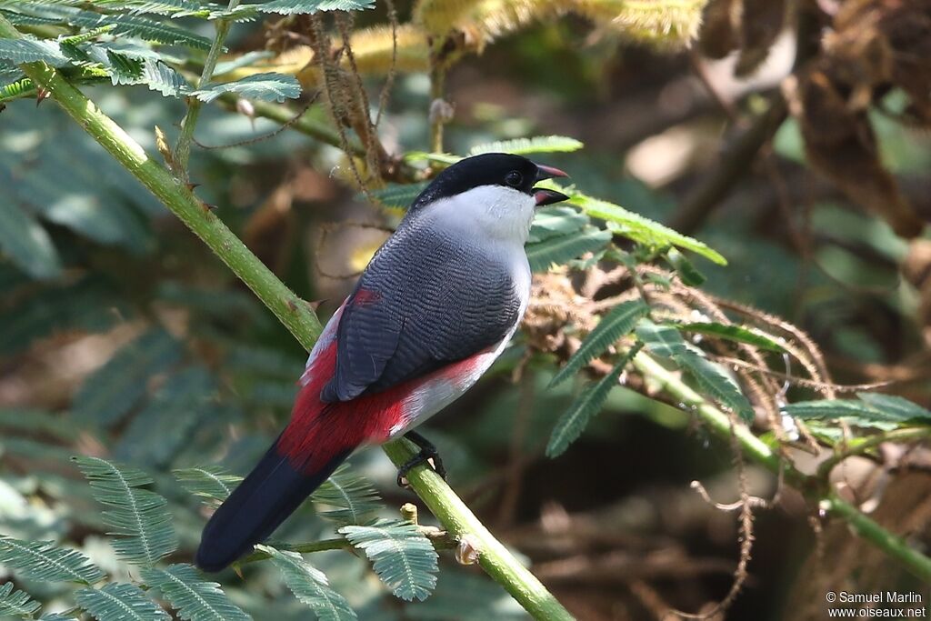 Black-crowned Waxbill