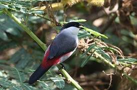 Black-crowned Waxbill