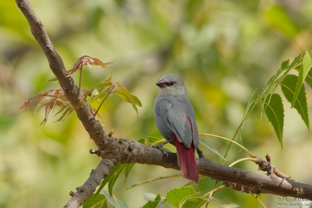 Lavender Waxbilladult